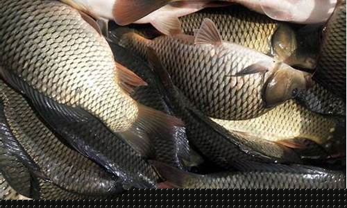 黑坑偷驢釣鯉魚用什么餌料最好比較好最好呢(黑坑偷驢鯽魚怎么釣)