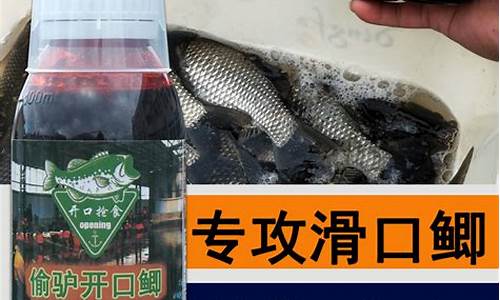 黑坑偷驢誘魚(yú)快的小藥是什么級(jí)別(黑坑偷驢釣法)